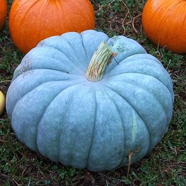 🎃🎃 Jarrahdale Blue Kürbissamen - Einzigartiger Geschmack und lebendige Farbe für Ihren Garten! 💥🌱