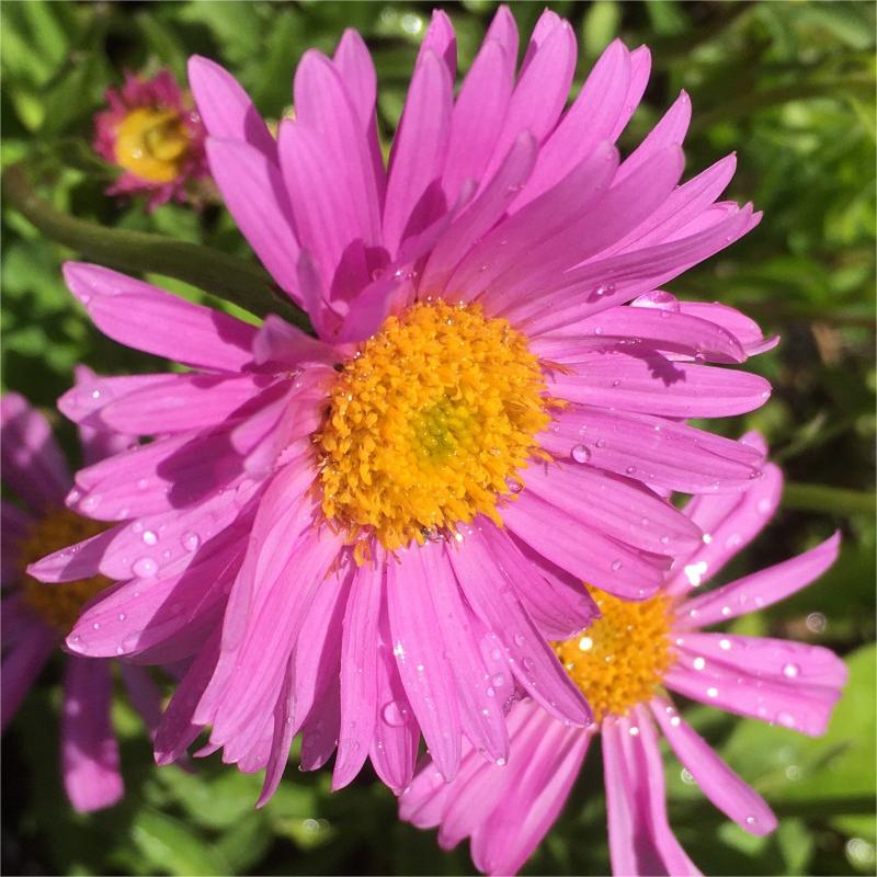 Rosa Aster 50 Samen