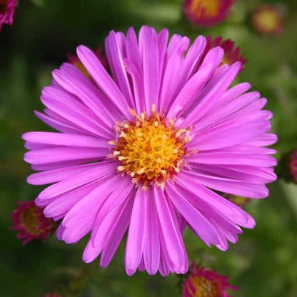 Rosa Aster 50 Samen