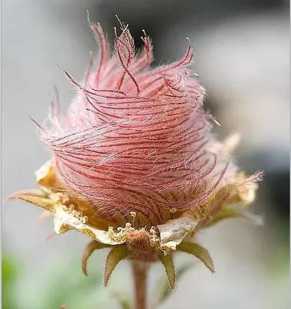 DREI BLUMENMALVE, PRAIRIE SMOKE - 50 SAMEN