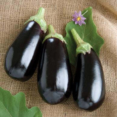 Aubergine Classic F1 - Köstliche Vielfalt für Ihren Gemüsegarten! 💥🍆