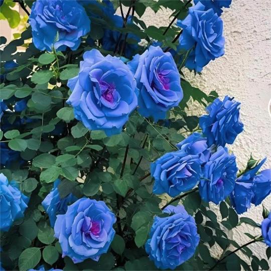 Blaue Zauberrose - Seltenheit 🌹💙