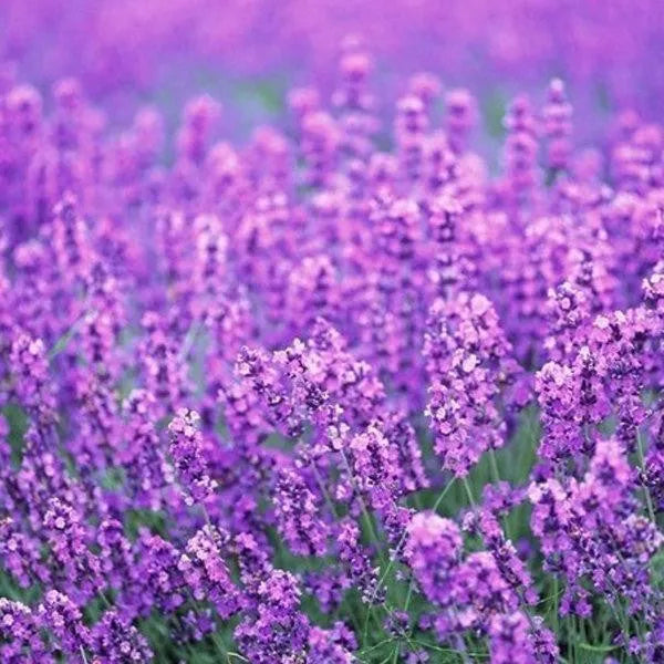 200 STÜCK PROVENCE LAVENDEL SAMEN DUFTENDE BIO-BLUMENSAMEN HEIM GARTEN BONSAI PFLANZE