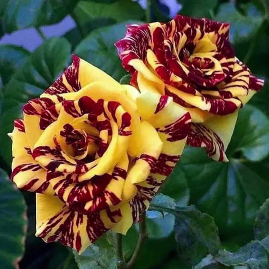 Tee-Rose 'Dragon Tiger' Samen: Ein exotischer Hauch von Farbe und Duft! 🌹