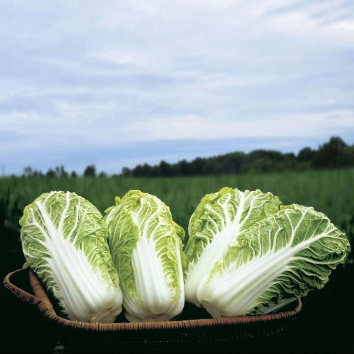 Bio-Weißkohl Bilko F1 - Frische Vielfalt aus biologischem Anbau! 🥬🌱