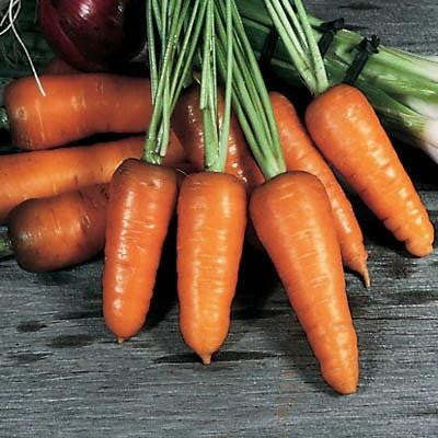 Karotte Royal Chantenay - Die Königin der Karotten! 🥕👑