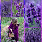 200 STÜCK PROVENCE LAVENDEL SAMEN DUFTENDE BIO-BLUMENSAMEN HEIM GARTEN BONSAI PFLANZE