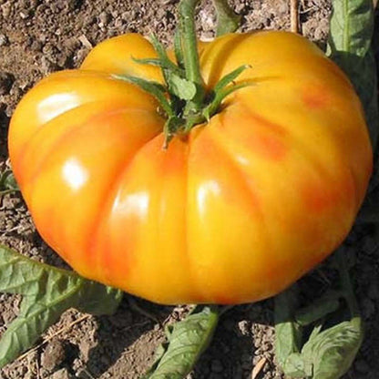 Alte Deutsche Tomate - Erbstück-Samen - B225: Traditionelle Qualität für Ihren Gemüsegarten! 🍅🌱