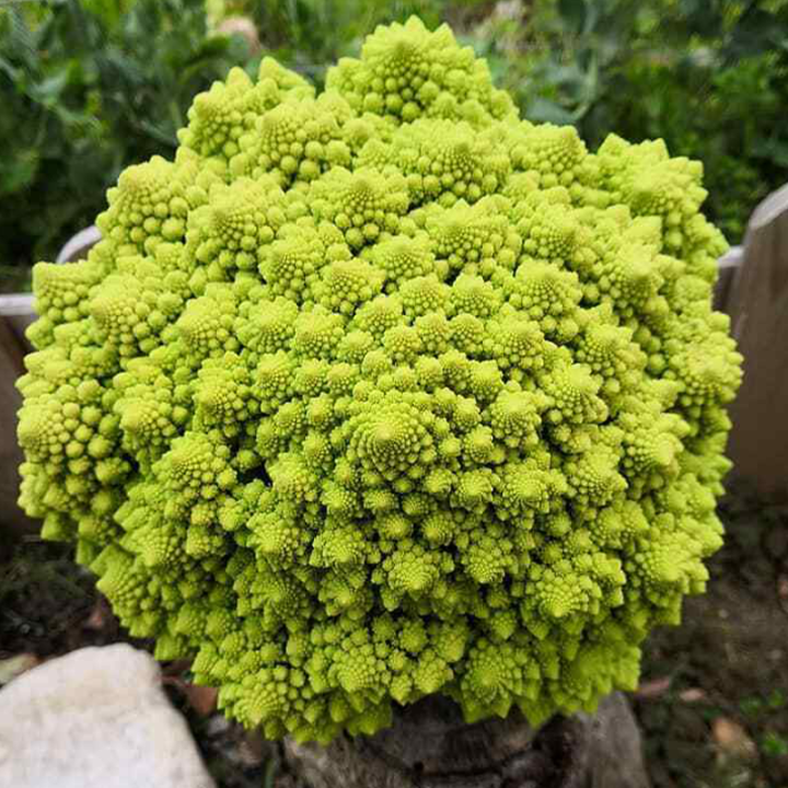 🌱🌱Erbstück-Blumenkohl mit Brokkoli ''Romanesco Precoce'' ~50/100 Samen💥