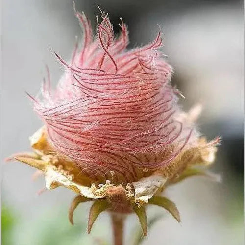 DREI BLUMENMALVE, PRAIRIE SMOKE - 50 SAMEN