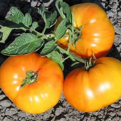 Alte Deutsche Tomate - Erbstück-Samen - B225: Traditionelle Qualität für Ihren Gemüsegarten! 🍅🌱