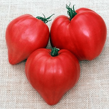 💥Bio-Ochsenherztomaten-Samen - Natürliche Vielfalt für Ihren Garten! 🍅🌿💥