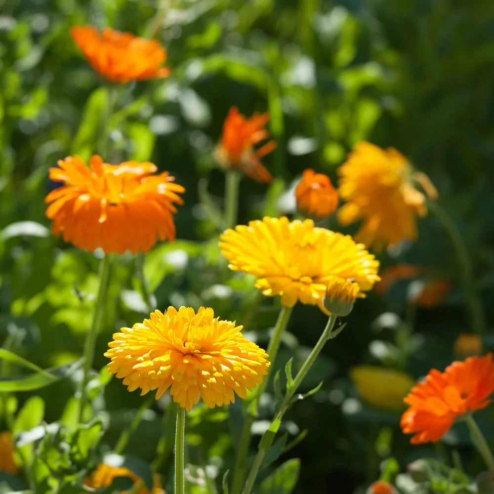 Calendula Bon Bon Orange - Blumensamen