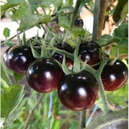 🍅 Indigo Rose Tomate - Seltene Gemüsegarten-Schönheit! 🌹