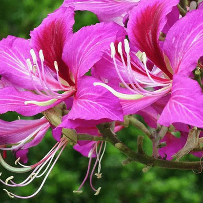 Bauhinia Purpurea, Lila Orchideenbaum – 20 Stück Samen