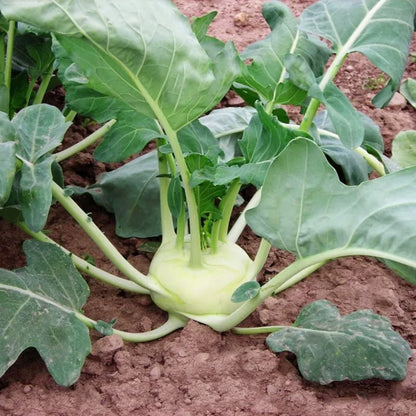 Kohlrabi Korist Samen - Ein Knackiger und Geschmacksintensiver Kohlrabi für Ihren Garten! 🌱🥦