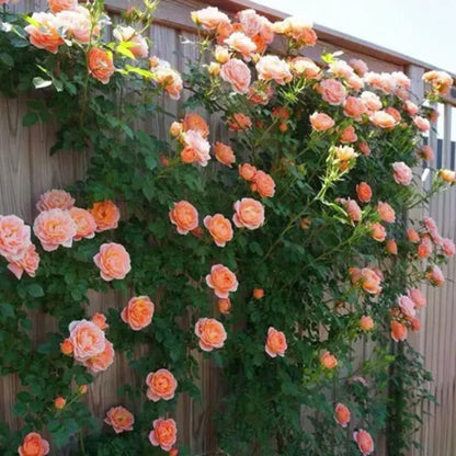 Orangefarbene Kletterrosen-Samen: Erwecken Sie Ihren Garten zum Leben! 🧡🌹