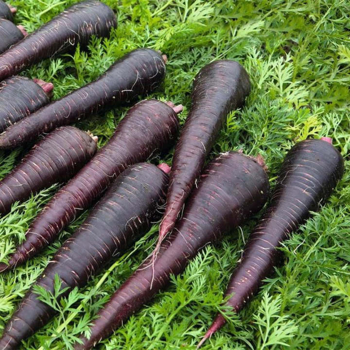 💥Karotte Deep Purple F1 - Eine lebendige Ergänzung für Ihren Gemüsegarten! 🥕🌱💥