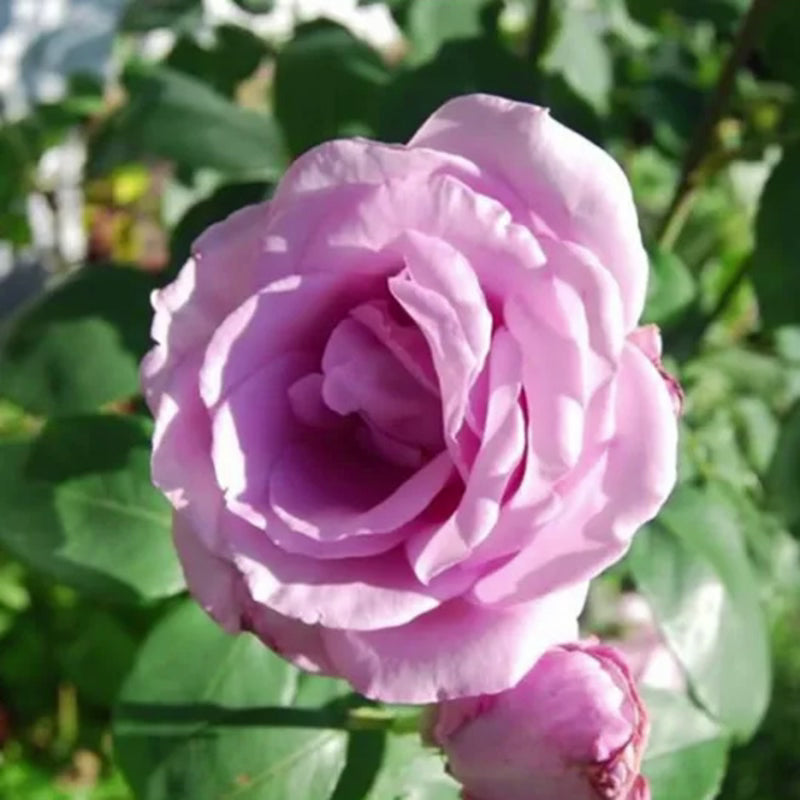 Zauberhafte Hellviolette Kletterrosensamen: Eine Symphonie der Farben für Ihren Garten! 🌹