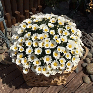 🌱GÄNSEBLÜMCHENBLUMENSAMEN, TOPFGARTENPFLANZE