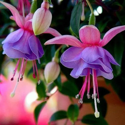 Hängende Glocken-Begonienblumensamen - verschiedene Farben erhältlich