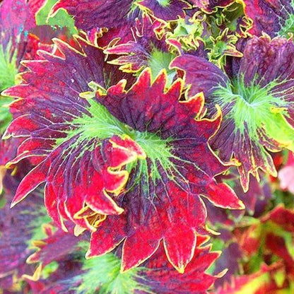 50 teile/beutel Coleus Bonsai Blume Blatt Pflanzen Regenbogen Drachen Samen Garten