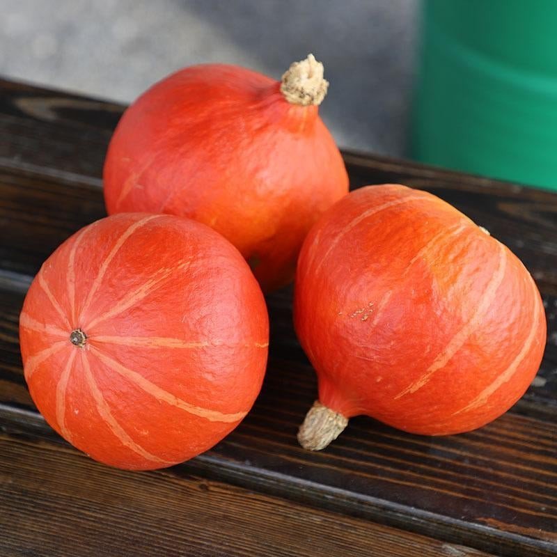 Bio-Kürbis Steph Kuri F1 - Nachhaltige Vielfalt für Ihren Gemüsegarten! 🎃🌿🌱