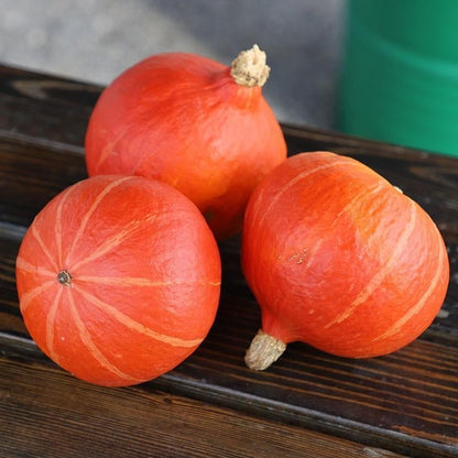 Bio-Kürbis Steph Kuri F1 - Nachhaltige Vielfalt für Ihren Gemüsegarten! 🎃🌿🌱