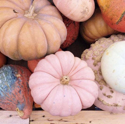 Rosa Kürbiskerne - Eine Zauberhafte Ergänzung für Ihren Garten! 🌸🎃