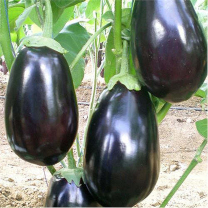 Aubergine Classic F1 - Köstliche Vielfalt für Ihren Gemüsegarten! 💥🍆