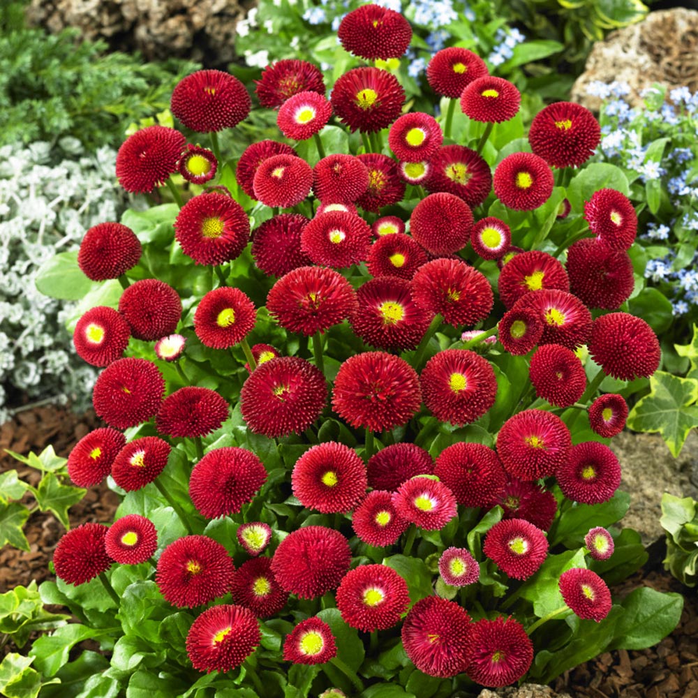 200 Stück Bellis Perensis, Daisy Red – Blumensamen