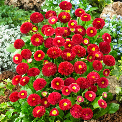 200 Stück Bellis Perensis, Daisy Red – Blumensamen