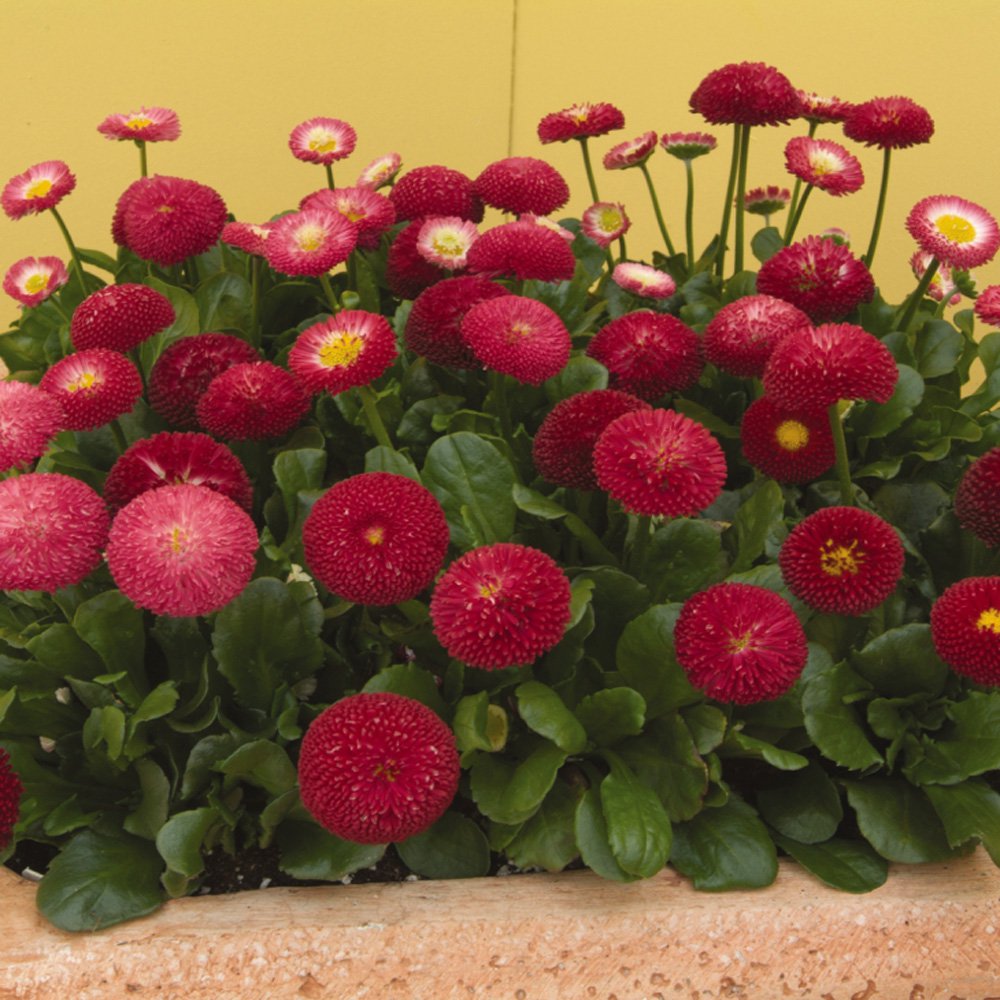 200 Stück Bellis Perensis, Daisy Red – Blumensamen