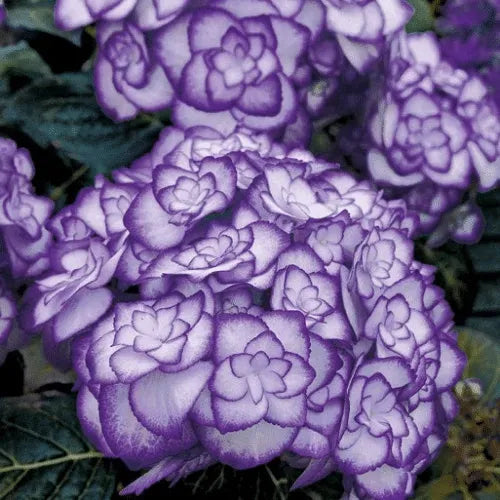 FREILANDHORTENSIE 'MISS SAORI BLUE' 50 SAMEN