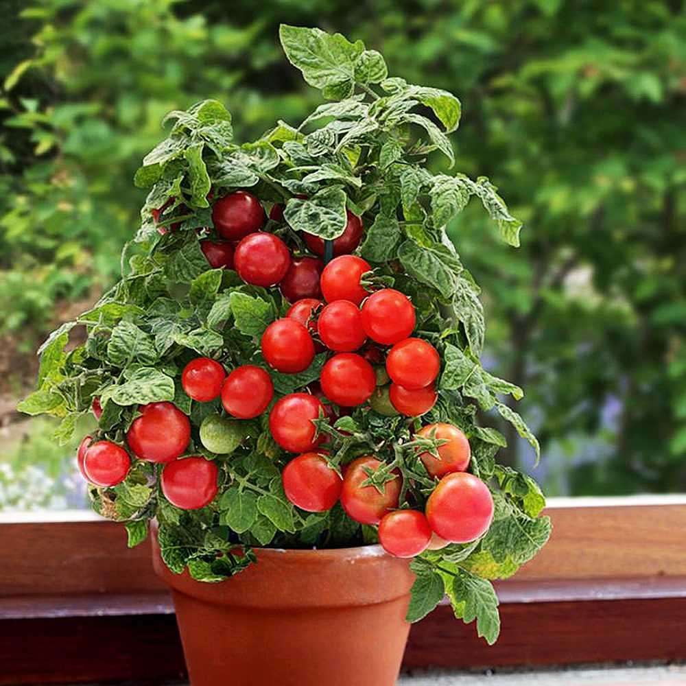 Tomatensamen - Bonsai für Balkon und Innenbereich - Selbstbestäubend - Bio - Nicht-GVO 🍅🌿🏡