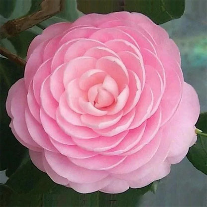 Pack mit 50 Camellia japonica Samen