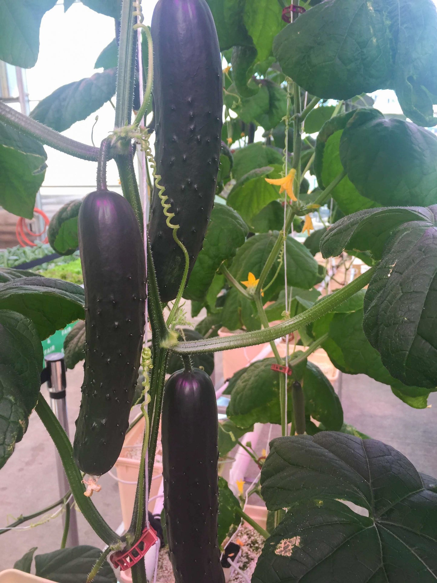 Seltene Schwarze Gurkensamen - Entdecken Sie die einzigartige Vielfalt in Ihrem Garten! 🥒🖤