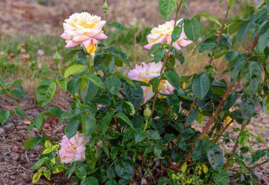 Friedliche Rosen - Der Bote des Friedens 🌹🕊️✨