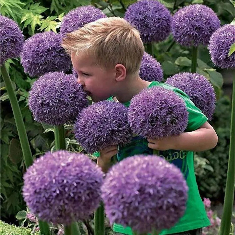 Garten im Freien Riesenzwiebel Allium giganteum Schöne Blumensamen Bonsai Pflanzensamen