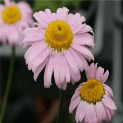 🌱GÄNSEBLÜMCHENBLUMENSAMEN, TOPFGARTENPFLANZE