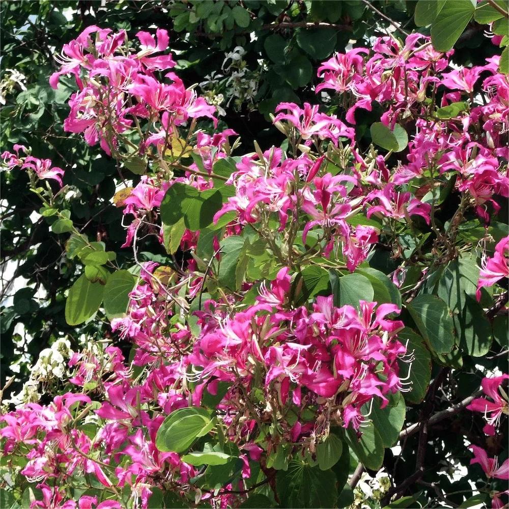 Bauhinia Purpurea, Lila Orchideenbaum – 20 Stück Samen