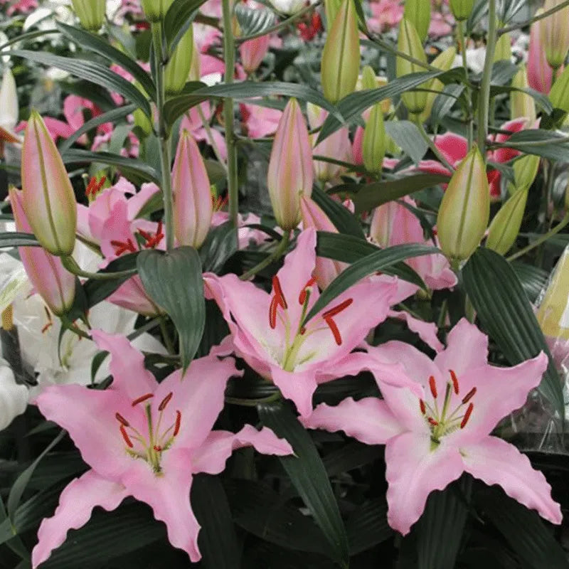 DUFTLILIENZWIEBELN IN TÖPFEN GEZÜCHTETE PFLANZEN BLUMENSAMEN