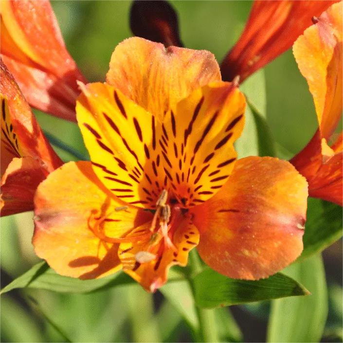 Alstroemeria Aurea Blumensamen