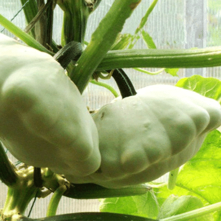 Seltene und exotische Kürbissamen - Erwecken Sie Ihre Gartenwelt mit einzigartiger Vielfalt! 🎃🌿🌍