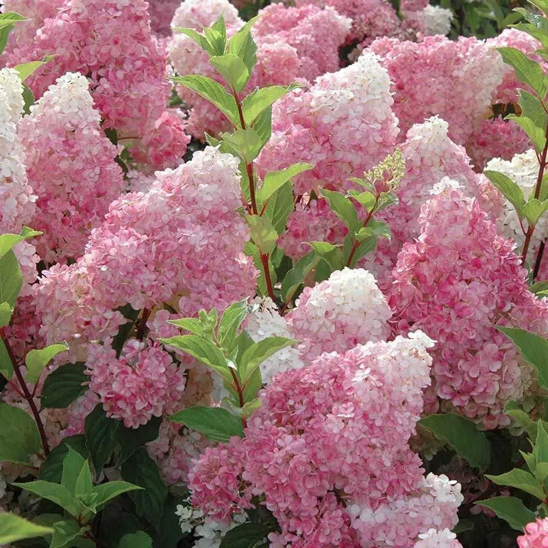 50/100 Stück Hortensienblüten-Samen, gemischte Farbpflanzen, Hausgarten-Blumensamen