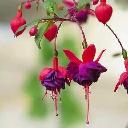 Fuchsia Hybrida Voss Seeds Die Feenblume