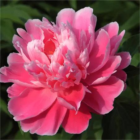 10 Stücke Chinesische Pfingstrose Blumensamen Mehrjährige Paeonia Suffruticosa Bonsai Pflanzen Hausgarten