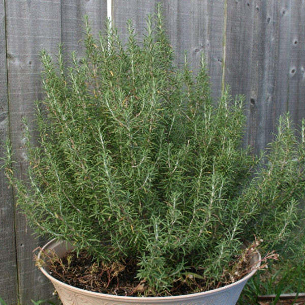 ROSEMARY HERB SEEDS - Duftende, mehrjährige Ergänzung für Ihren Kräutergarten!