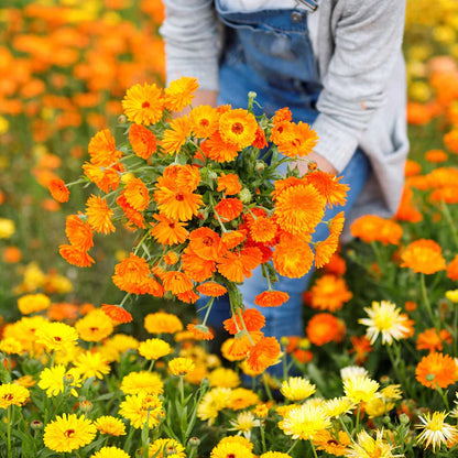 Calendula Bon Bon Orange - Blumensamen