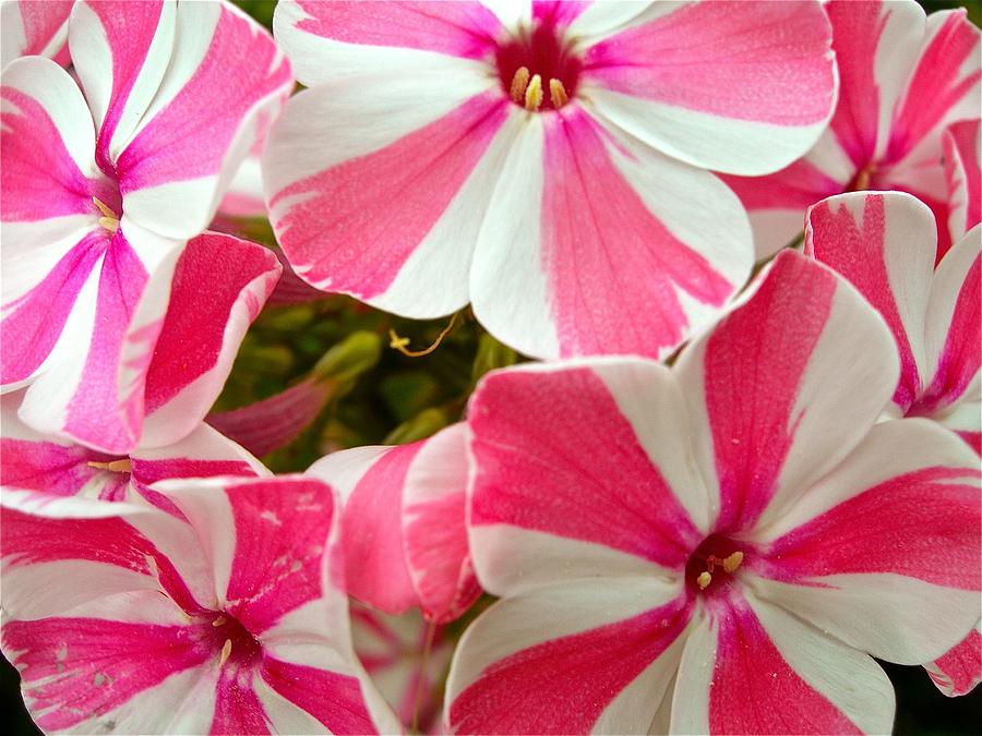 100 Samen für mehrjährige PHLOX Pflanzen im Freien, Aussaat von Phlox-Blumensamen im Hausgarten